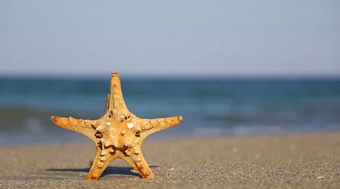 Starfish on the beach 스톡 동영상 42045976