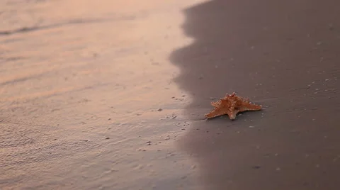 Starfish on the beach 스톡 동영상 68113820