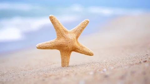 Starfish on the beach Stock Footage 89605931