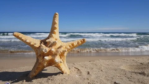 Starfish on the beach 스톡 동영상 95742933