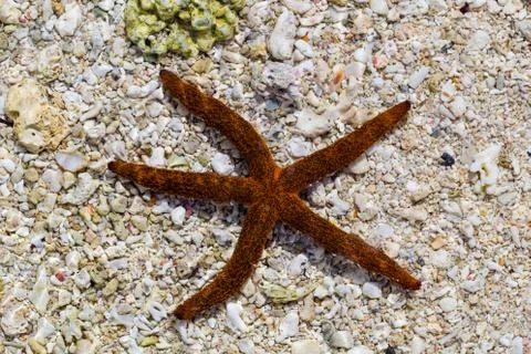 Starfish on the beach Macro Stock Photos