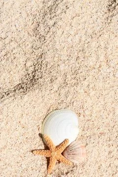 Starfish on the beach Stock Photos