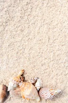 Starfish on the beach Foto stock
