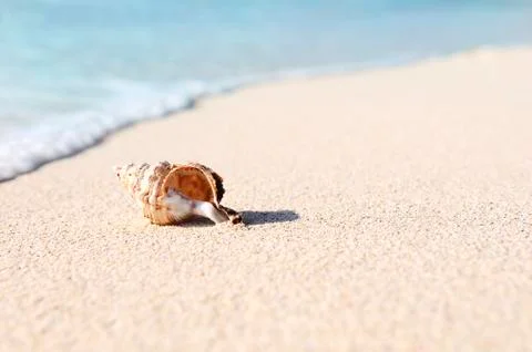 Starfish on the beach Stock Photos