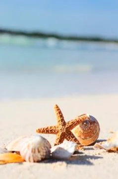 Starfish on the beach Stock Photos