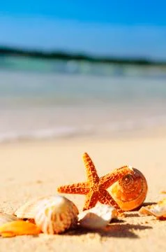 Starfish on the beach Foto stock