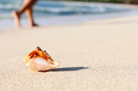 Starfish on the beach Foto stock