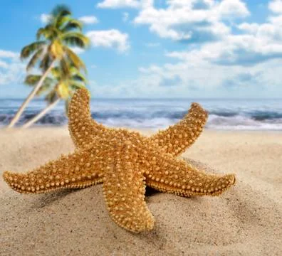 Starfish on the beach Stock Photos