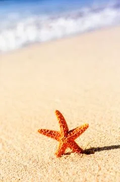 Starfish on the beach Stock Photos