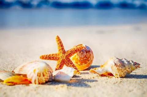 Starfish on the beach Stock Photos