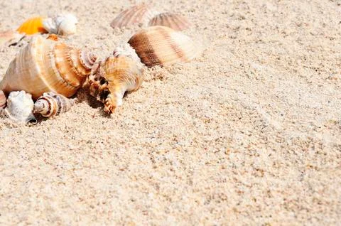 Starfish on the beach Foto stock