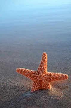 A starfish on a beach Foto stock