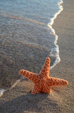 Starfish on beach Fotos Stock