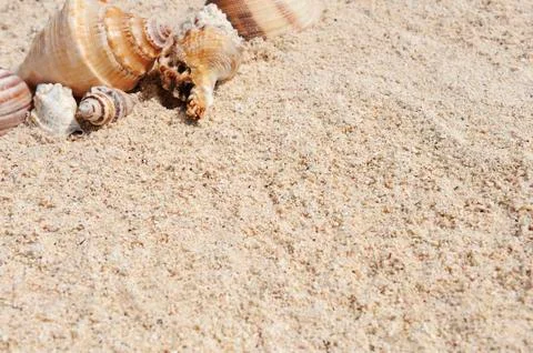 Starfish on the beach Foto stock