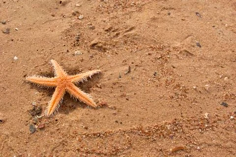 Starfish on the beach Stock Photos