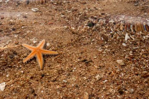 Starfish on the beach Stock Photos