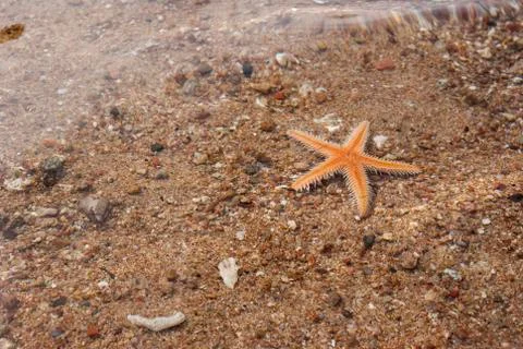 Starfish on the beach Stock Photos