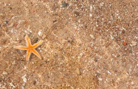 Starfish on the beach Stock Photos