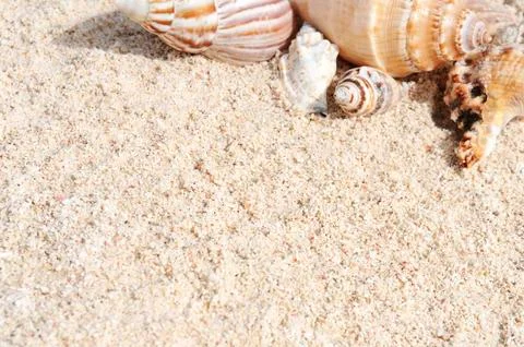 Starfish on the beach Stock Photos