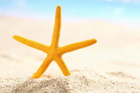 Starfish on the beach Stock Photos