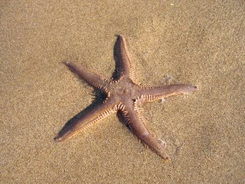 Starfish on the beach Stock Photos