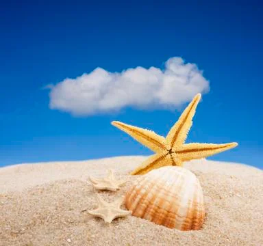 Starfish on the beach Stock-Fotos