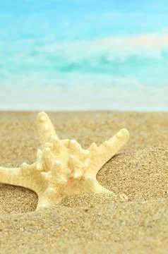 Starfish on the Beach Stock Photos