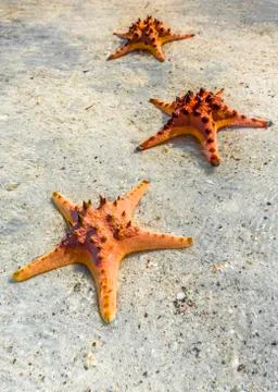 Starfish at Beach Stock Photos
