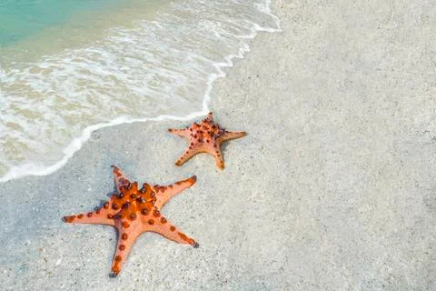 Starfish at Beach Stock Photos