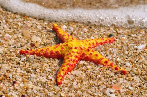 Starfish on the beach Stock Photos