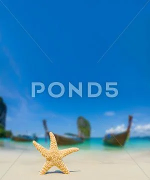 Starfish at the beach Stock Photos