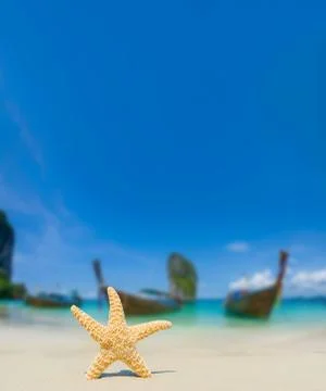 Starfish at the beach Stock Photos