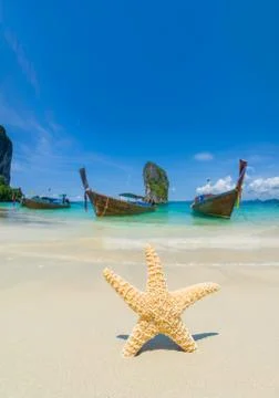 A Starfish at the beach Stock Photos