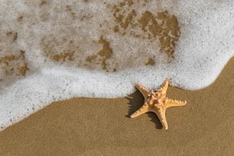 Starfish on the beach Stock-Fotos