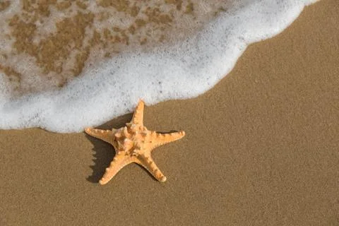 Starfish on the beach Stock Photos