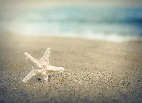 Starfish on the beach. Stock Photos