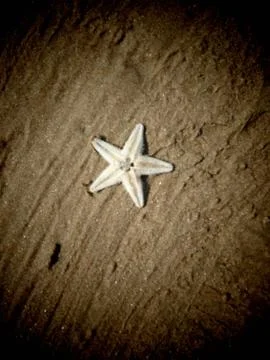 Starfish on Beach 写真素材