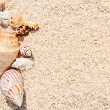 Starfish on the Beach Stock Photos
