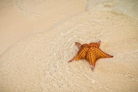 Starfish on the beach Stock Photos