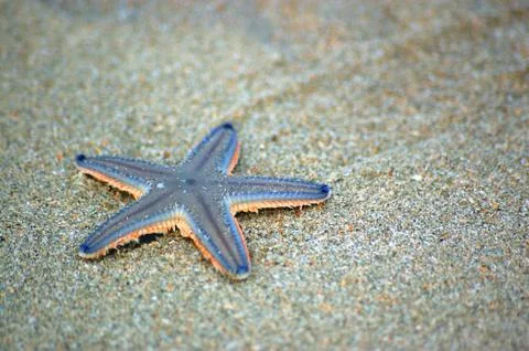 Starfish on beach Stock Photos