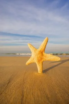 Starfish on the beach Stock Photos