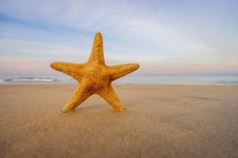 Starfish on the beach Stock Photos