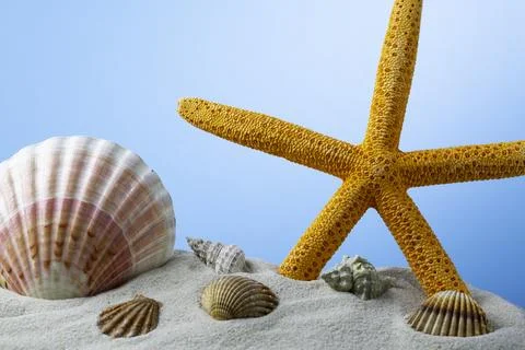 Starfish on the Beach Stock Photos