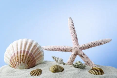 Starfish on the Beach Stock Photos
