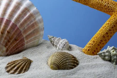 Starfish on the Beach Stock Photos