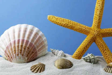 Starfish on the Beach Stock Photos