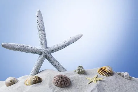 Starfish on the Beach Stock Photos