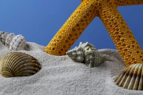 Starfish on the Beach Stock Photos