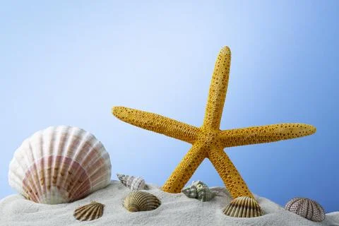 Starfish on the Beach Stock Photos