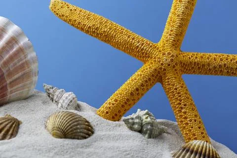 Starfish on the Beach Stock Photos
